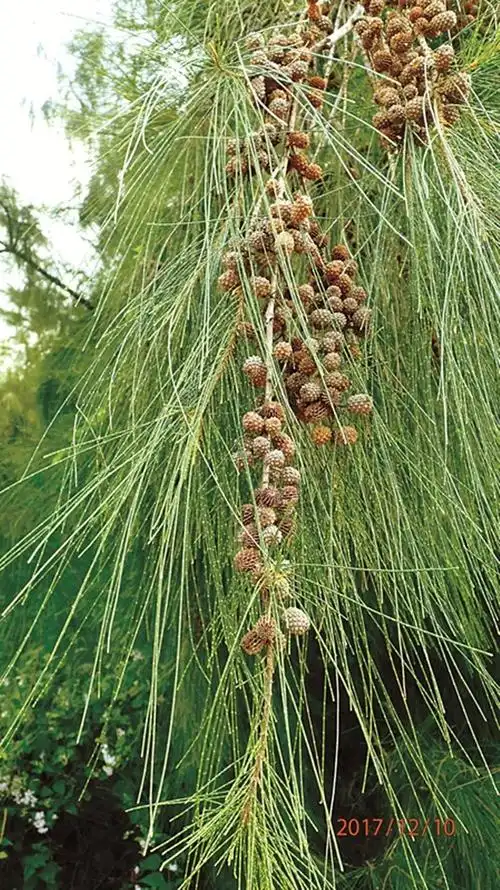 树木传奇 | 木麻黄:忠诚的海疆卫士