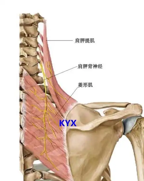 肩胛骨内侧缘疼痛是什么问题?肿瘤引发?