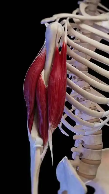 肱二头肌是使手臂弯曲的肌肉,连接肩胛骨和前臂的桡骨,收缩使前臂弯曲