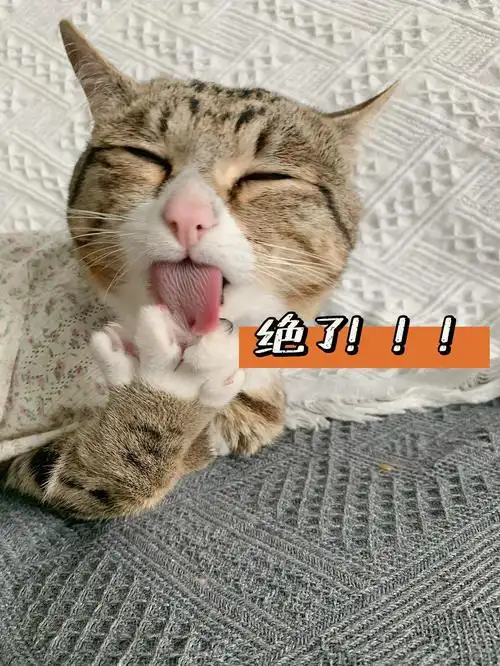 一个拥有众多表情包的狸花猫,梦到小鱼干后的开心