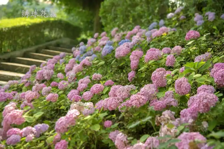 绣球花簇.无尽夏