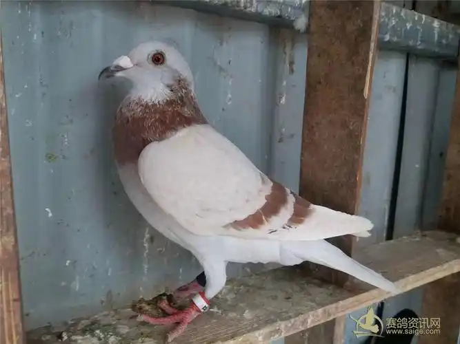 北海红二线母,跟伯马同羽色同鸽会,喜欢的加微信13560582409