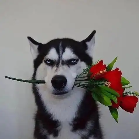 霸气动物头像男生 霸气头像图片大全 -【爱个性】