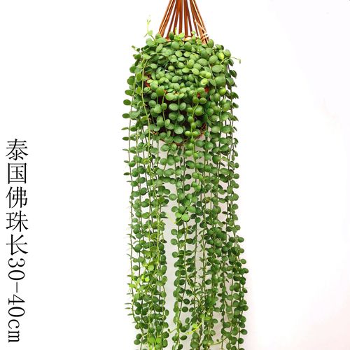 吊兰 情人泪泰国佛珠吊兰室内垂吊多肉植物阳台吊篮花卉四季绿植