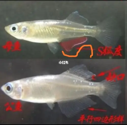 一张图教你分辨青鳉公母鱼