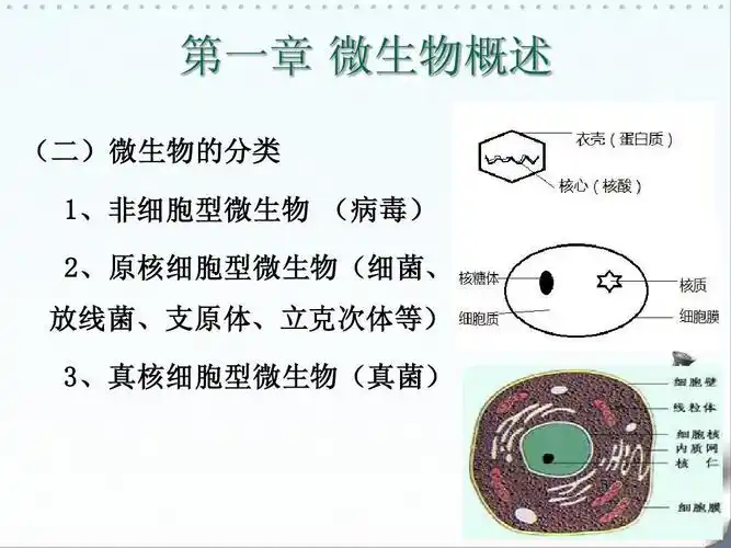 第一章 微生物概述 (二)微生物的分类 病毒) 1,非细胞型微生物 (病毒)