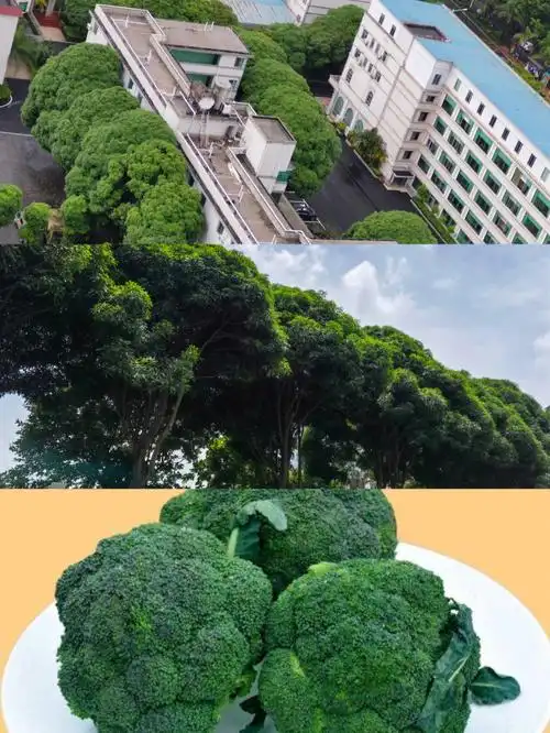 南方的树很像西兰花呀