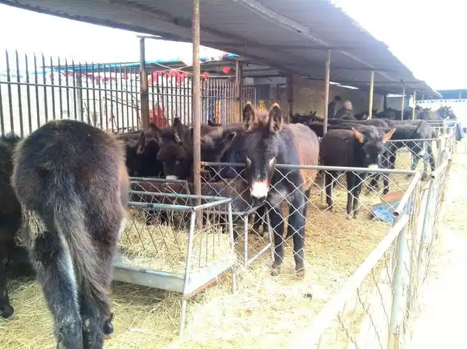 养驴的前景究竟如何?大家众说纷纭,来看看老养殖户怎么说吧