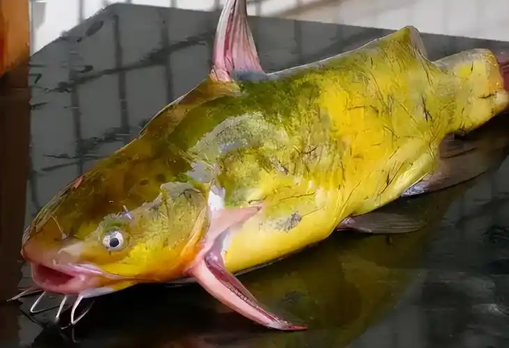 黄骨鱼的营养价值「三种人不宜吃黄骨鱼」