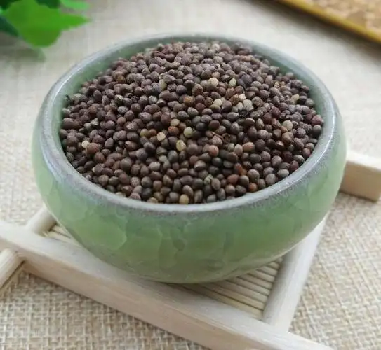 苏子有保肝功效?