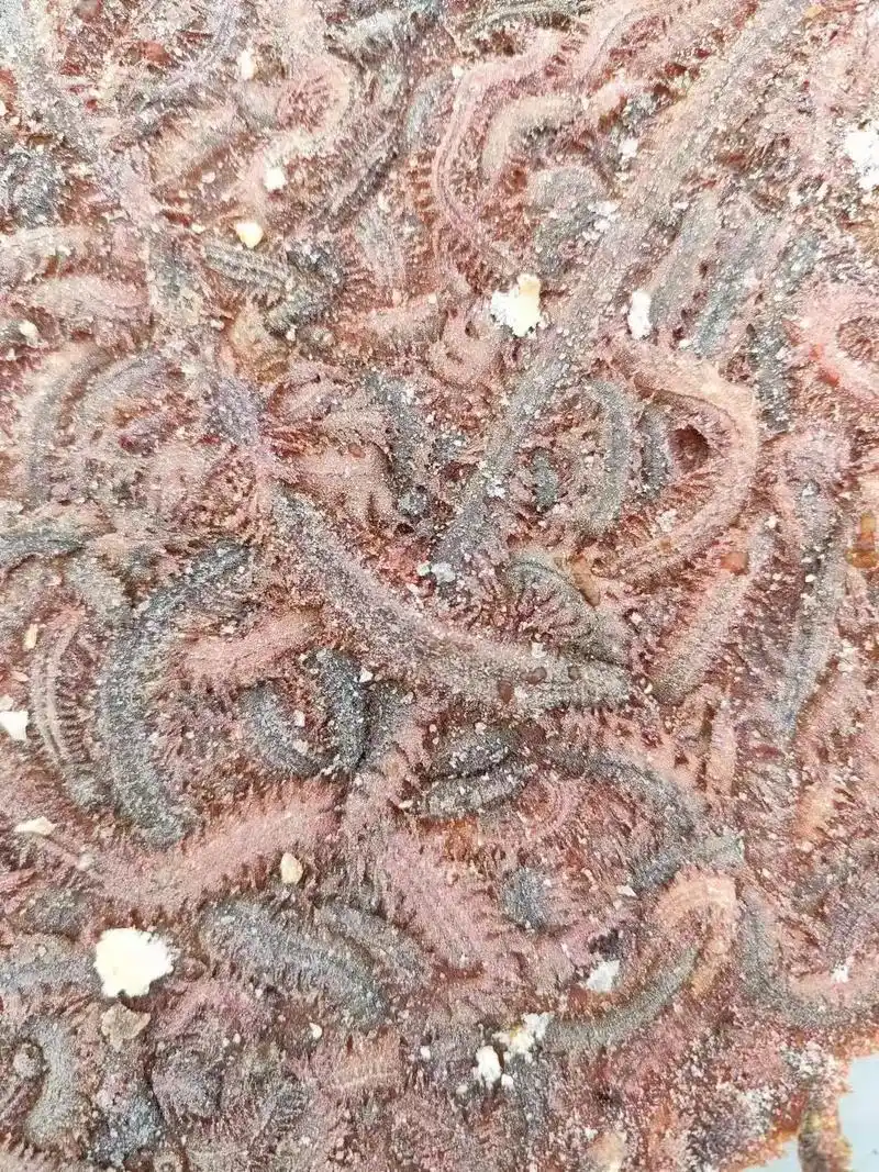 饵料海蜈蚣,尤鱼皮,尤鱼碎