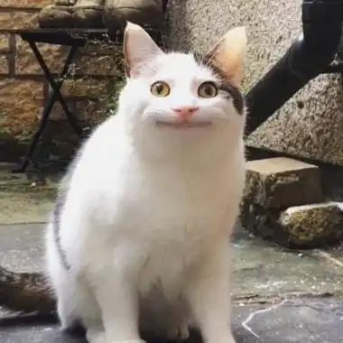 沙雕可爱萌宠头像