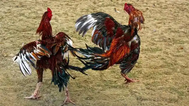 湖北汉口农家土鸡斗鸡:黑魔pk黄大,打斗现真激烈