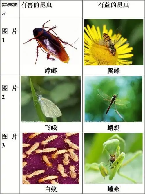 昆虫有多少种类怎样区分益虫和害虫两栖动物是如何演变而来