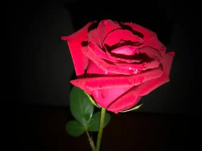 秋的渡口,吻玫瑰香