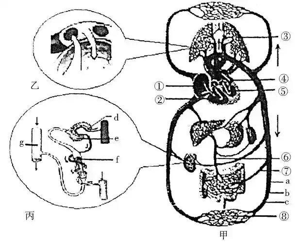 (22分)(2018·临沂)如图甲为人体血液循环示意图,图乙是肺泡与血液