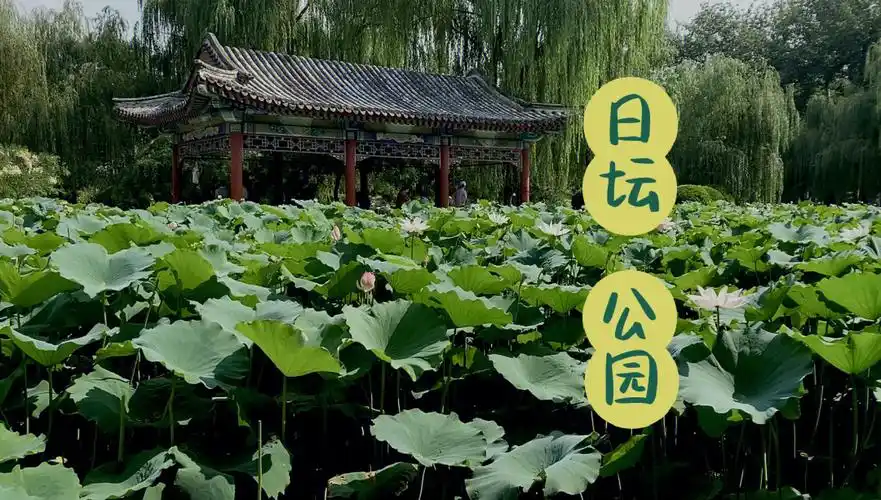 北京日坛公园的荷花