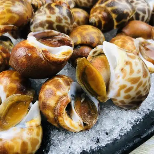 鲜活冷冻花螺新鲜大东东风螺超大号5斤海鲜贝类制品