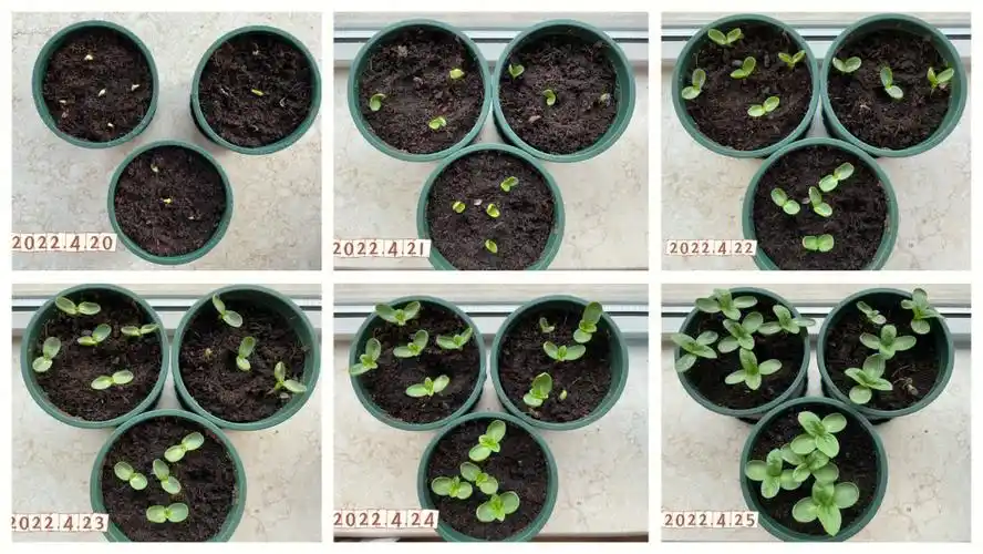 416425向日葵10天成长记录