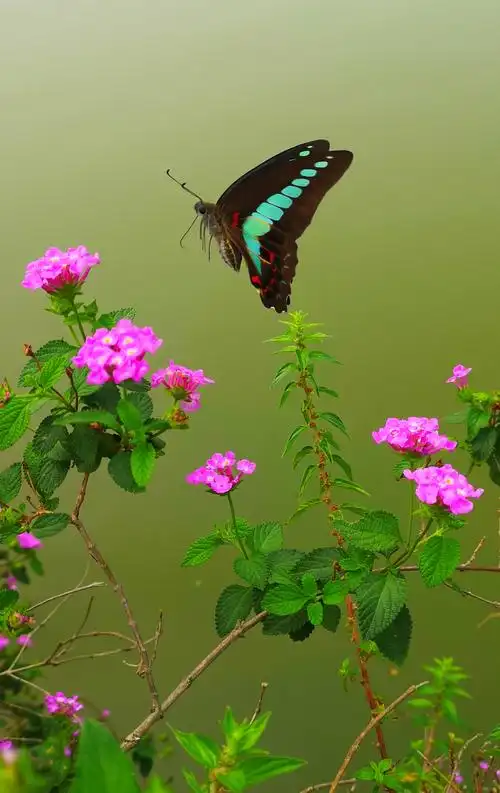 蝶恋花(之二)花蝴蝶