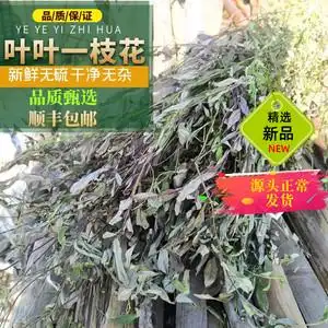 500g叶叶一枝花紫背金牛大金牛草远志无添加野生清热中草药包邮