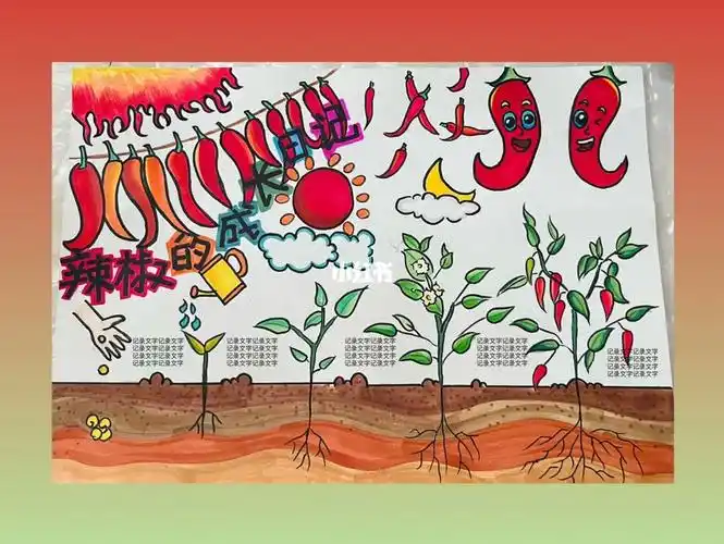 植物成长记录儿童画定制小报