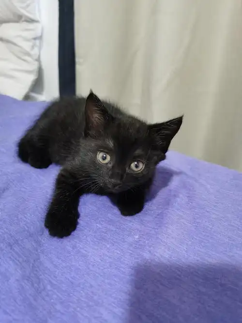 上海领养黑猫妹妹带点狸花花纹