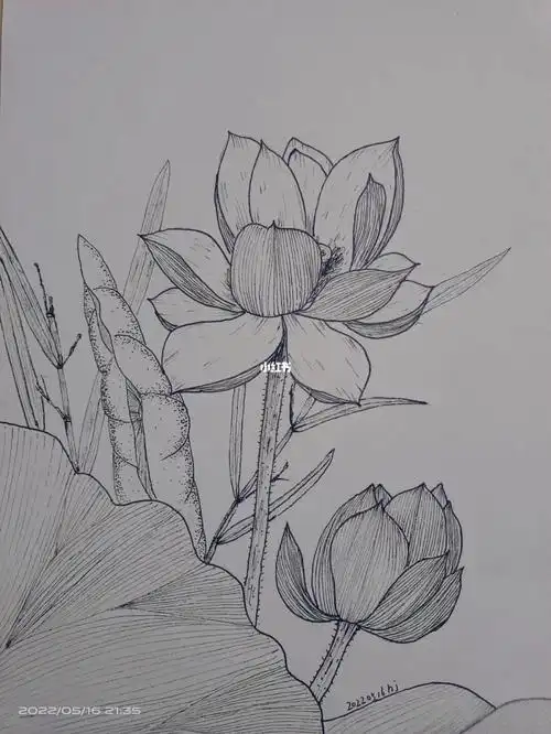 线描花卉荷花
