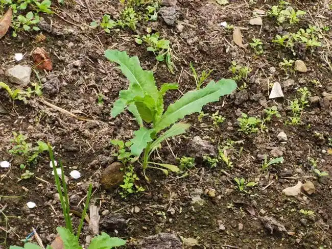 禁种铲毒禁毒检查不放松罂粟幼苗一颗不留