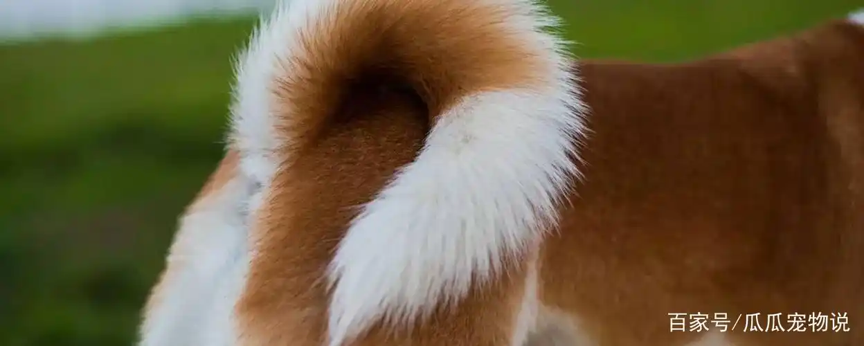 狗竖起尾巴好像在说什么?狗还可以通过尾巴传递什么信息?