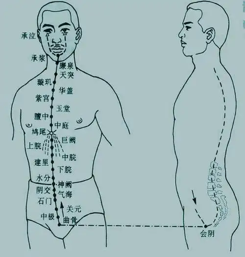 任脉—承载人类生养之根本