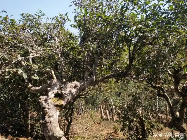 单应桂艺术基金会深入普洱茶发源地景迈山访古树茶上篇缘起