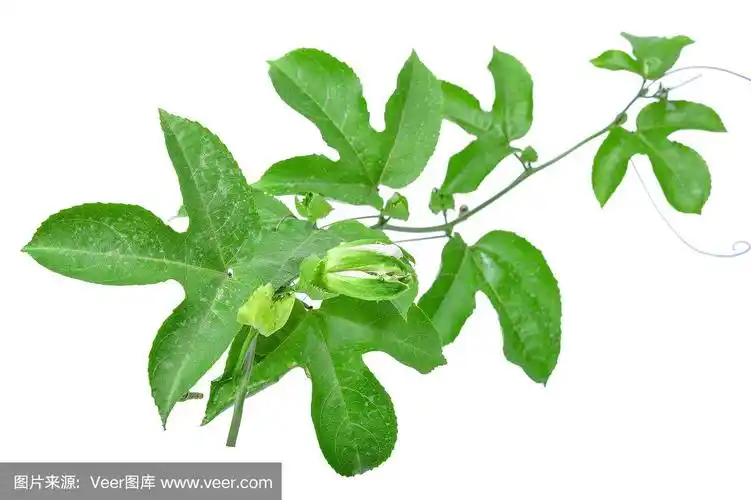 百香果亮绿色的叶子在白色的背景上