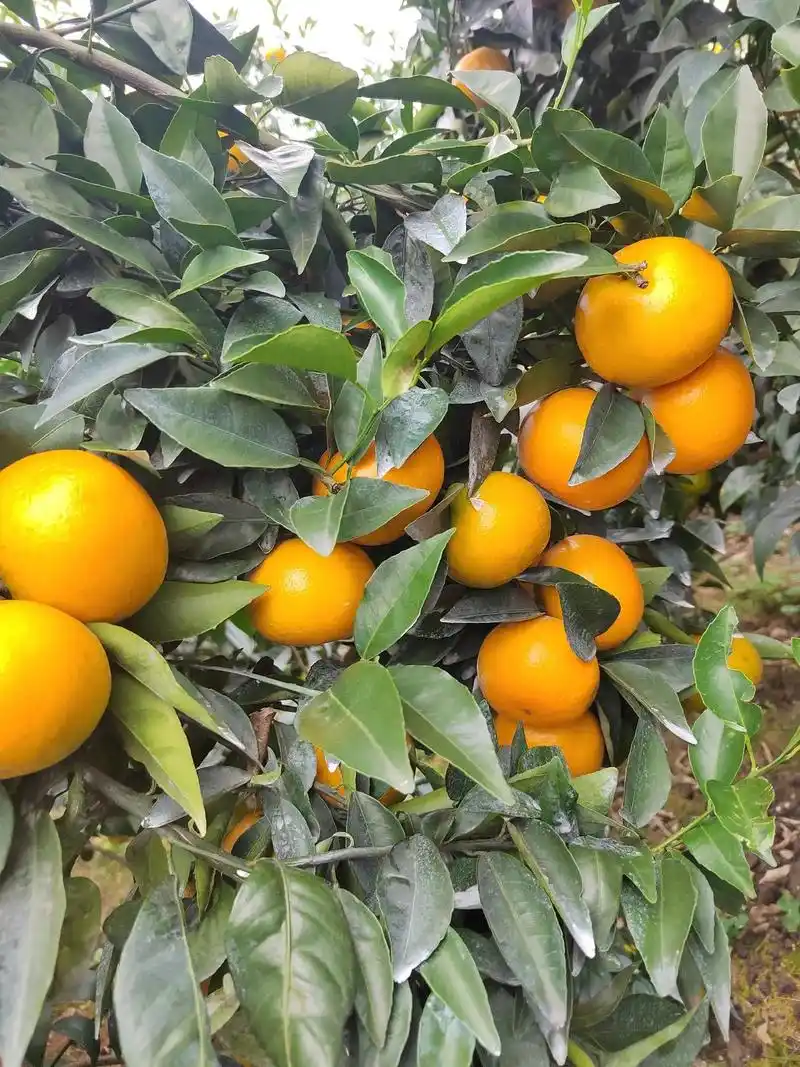 精品的沃柑 青一色的75果 细皮嫩肉 两块五的妞 70以上占八成