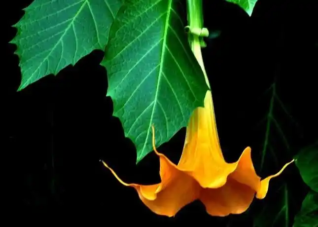 曼陀罗花花语(曼陀罗花花语无间的爱和复仇)