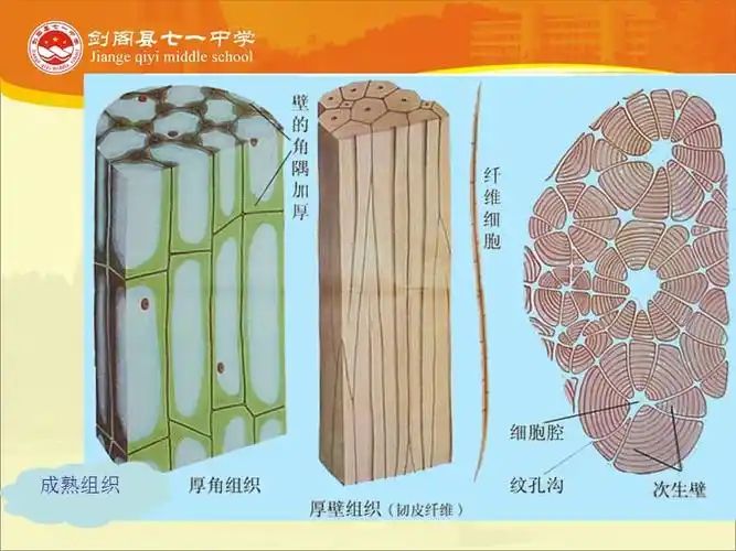 12第二节植物的组织与功能ppt