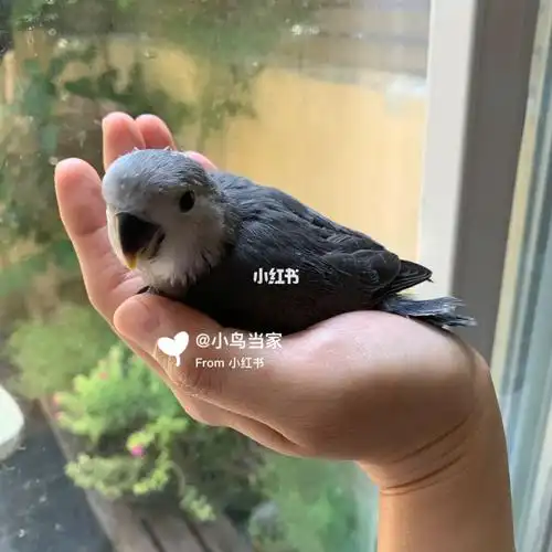 暗色系牡丹 墨银_牡丹_小鸟当家攻略_鹦鹉_手养牡丹鹦鹉_宠物_宠物