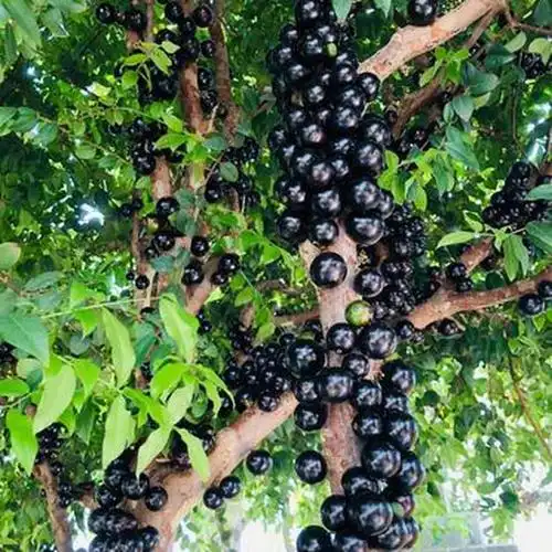 树葡萄的功效与作用(树葡萄的功效与作用禁忌)