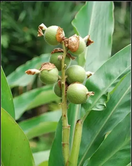 【中草药百科】草豆蔻的功效与作用:燥湿行气,温中止呕