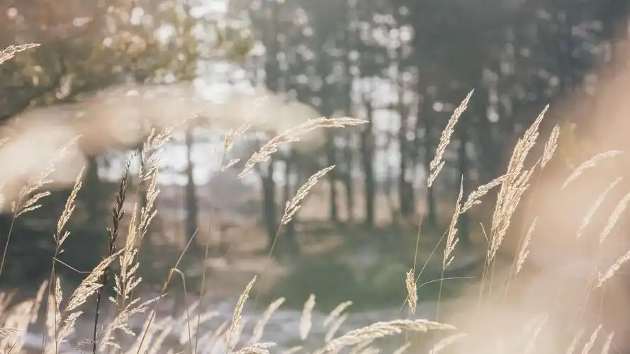 唯美芦苇意境风光1920x1080分辨率下载,唯美芦苇意境风光,高清图片,壁