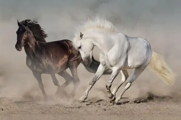两只奔跑的骏马