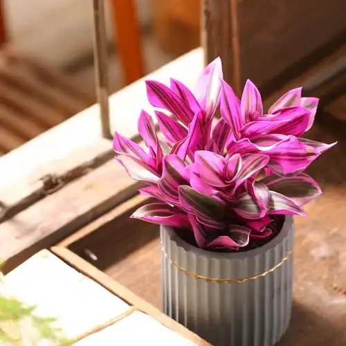 盆栽油画婚礼多头群生多肉植物组合室内花卉多肉植物