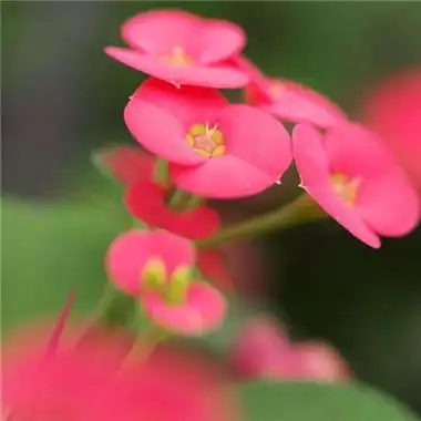 2021最美风景微信头像真实花草 唯美有寓意微信花草头像