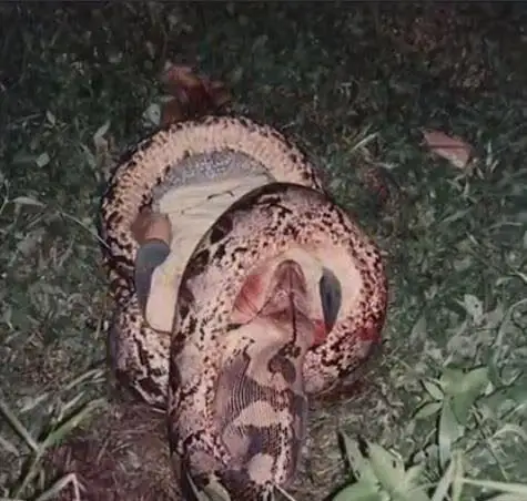 马来西亚蟒蛇吞人事件缠死后人头被吞进蛇腹视频