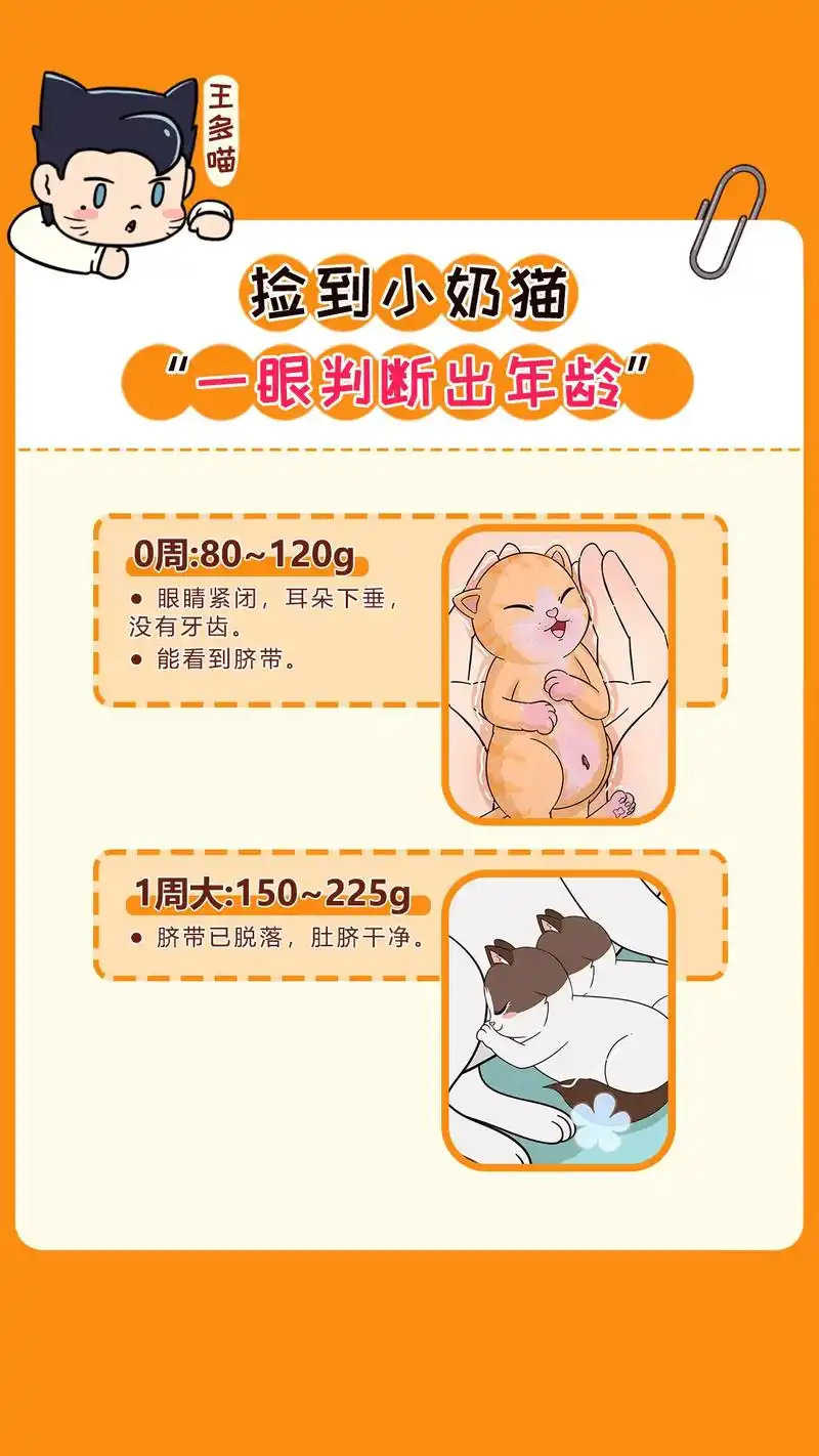教你一眼判断出猫咪年龄!捡到小奶猫,就用这个方法看年龄～#流 - 抖音