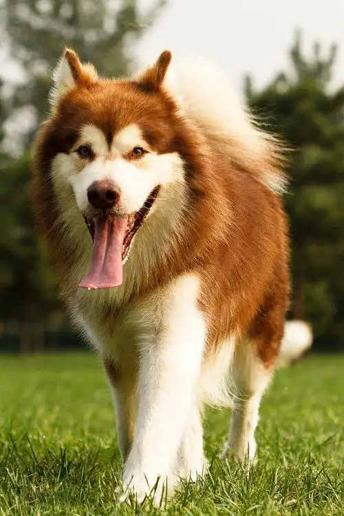 阿拉斯加雪橇犬图片 动物狗图片 大型犬图片大全