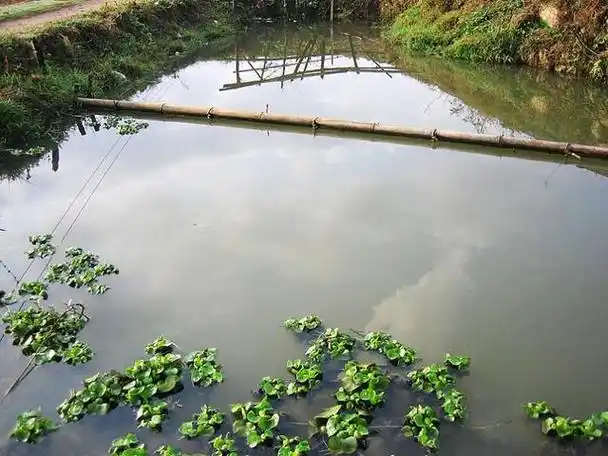 经验丰富的老农:鱼塘中扔一些树枝,六大用途,保持鱼塘良性发展