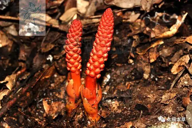 通天蜡烛,见过吗?清热解毒,滋阴养血.主血虚,淋病,梅毒