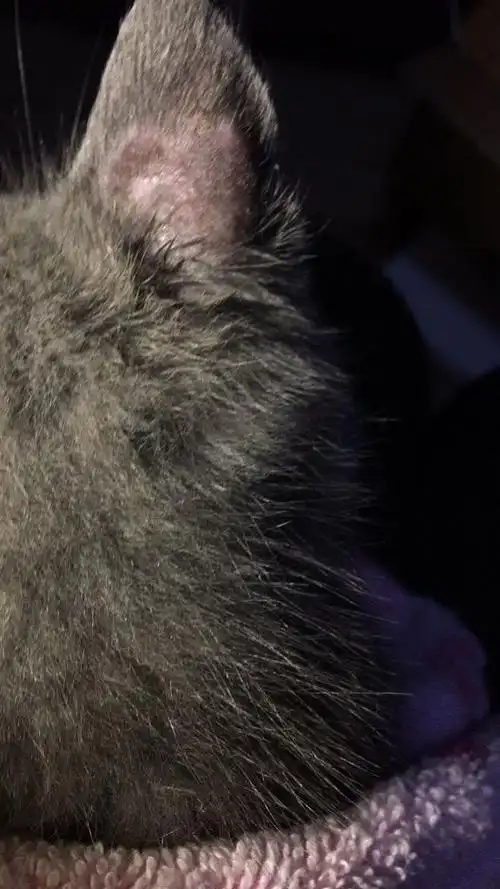 猫猫耳朵上长了猫廯