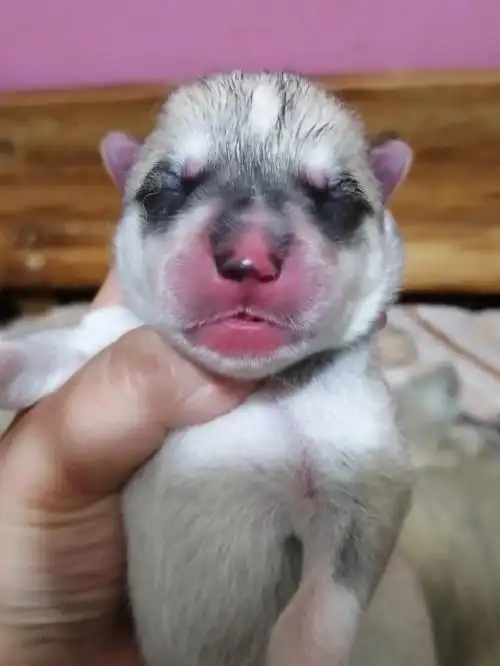 哈士奇愚人节出生的宝宝们